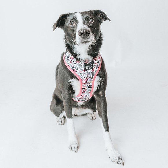 🏷️NWT Disney x Sassy Woof Minnie Mouse & Daisy Duck Dog Harness - Various Sizes - Picture 4 of 15